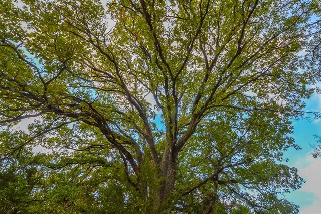 a view of lake with green space