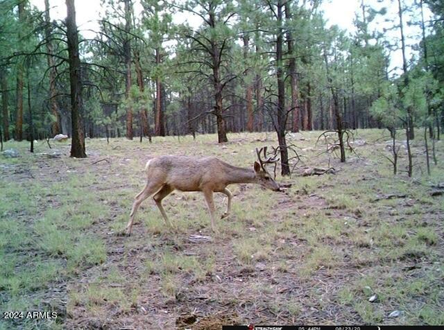 4675 Lookout Point Road, Unit 117 Happy Jack, AZ 86024 - Photo 11 of 13 Image8