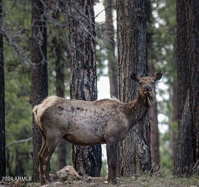 4675 Lookout Point Road, Unit 117 Happy Jack, AZ 86024 - Photo 13 of 13 Image10