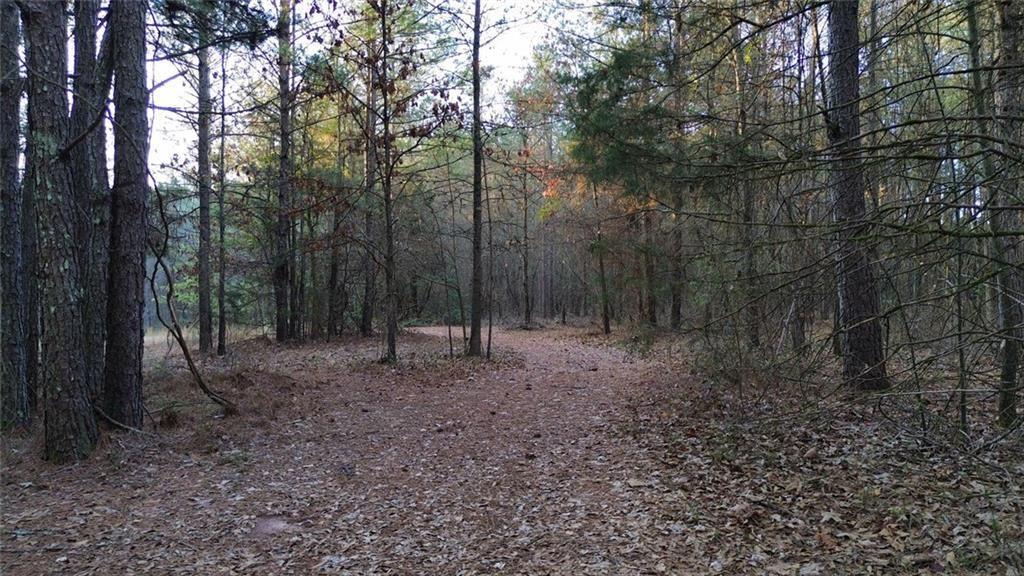 8165 Highway 81 Bethlehem, GA 30620 - Photo 12 of 17 a view of a forest filled with trees