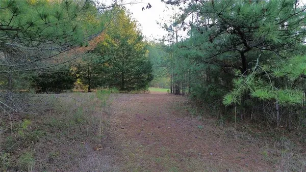 a view of a forest with trees in the background