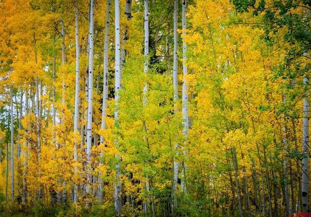 $299,000 | Tbd Story Fork Road, Durango, CO 81301