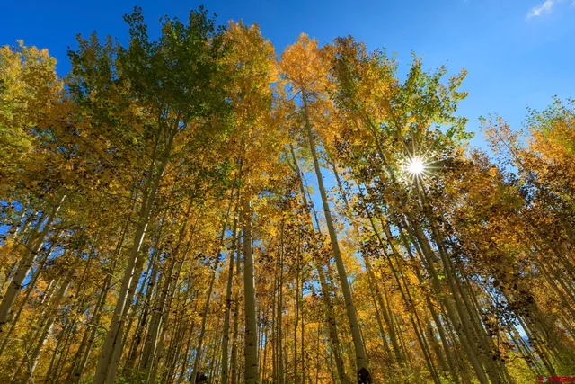 $299,000 | Tbd Story Fork Road, Durango, CO 81301