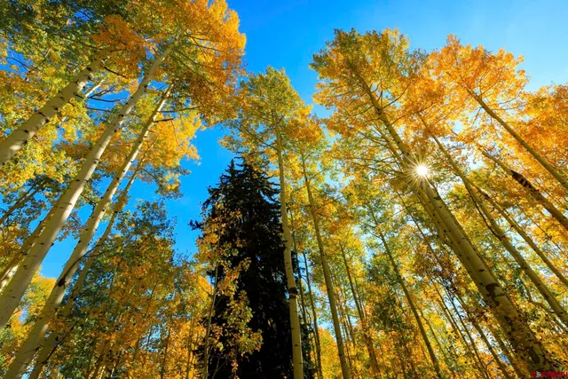 $299,000 | Tbd Story Fork Road, Durango, CO 81301