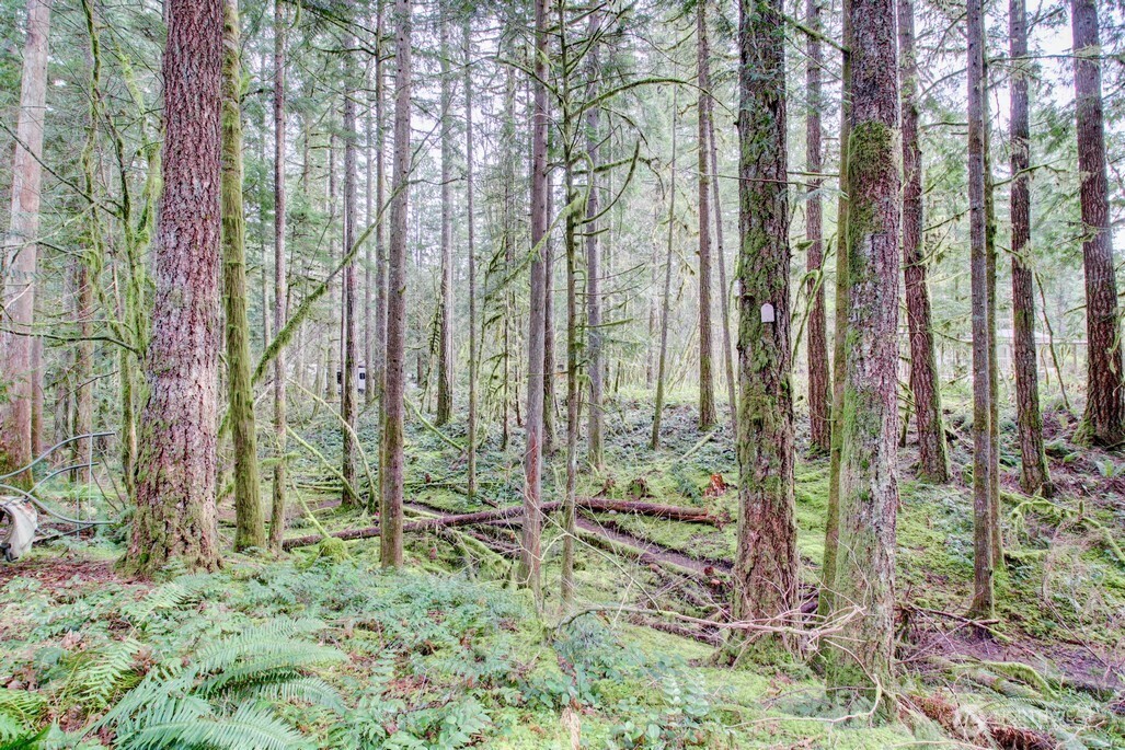 22 Wilderness Way Maple Falls, WA 98266 - Photo 2 of 40 a view of outdoor space with garden