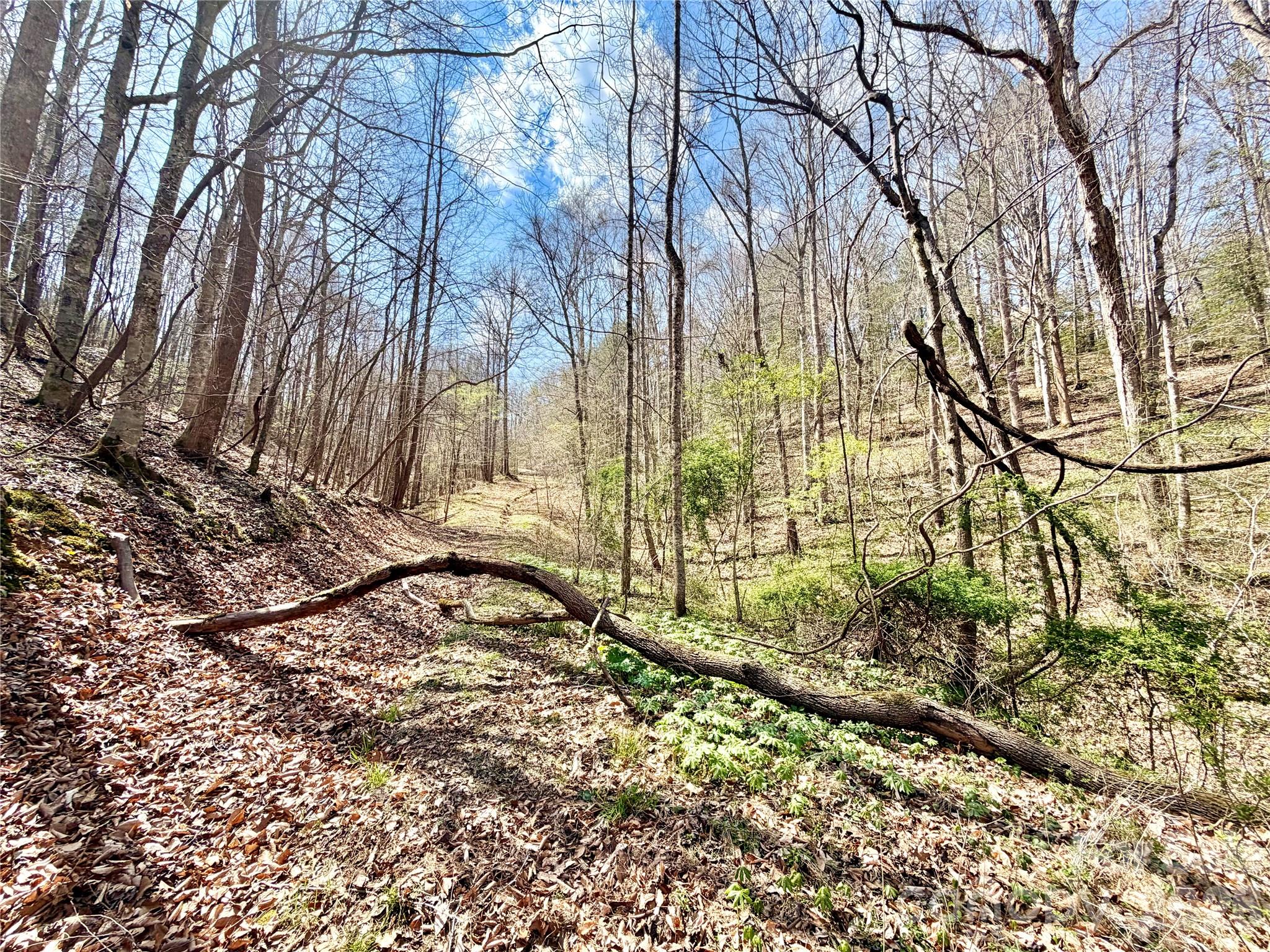 1218 Wittenburg Road Taylorsville, NC 28681 - Photo 5 of 22