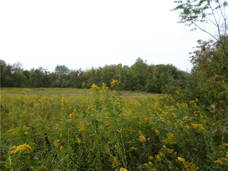 Other. #-1 Of 2 Clearings. Nice Open Field Surrounded By The Properties Woods.