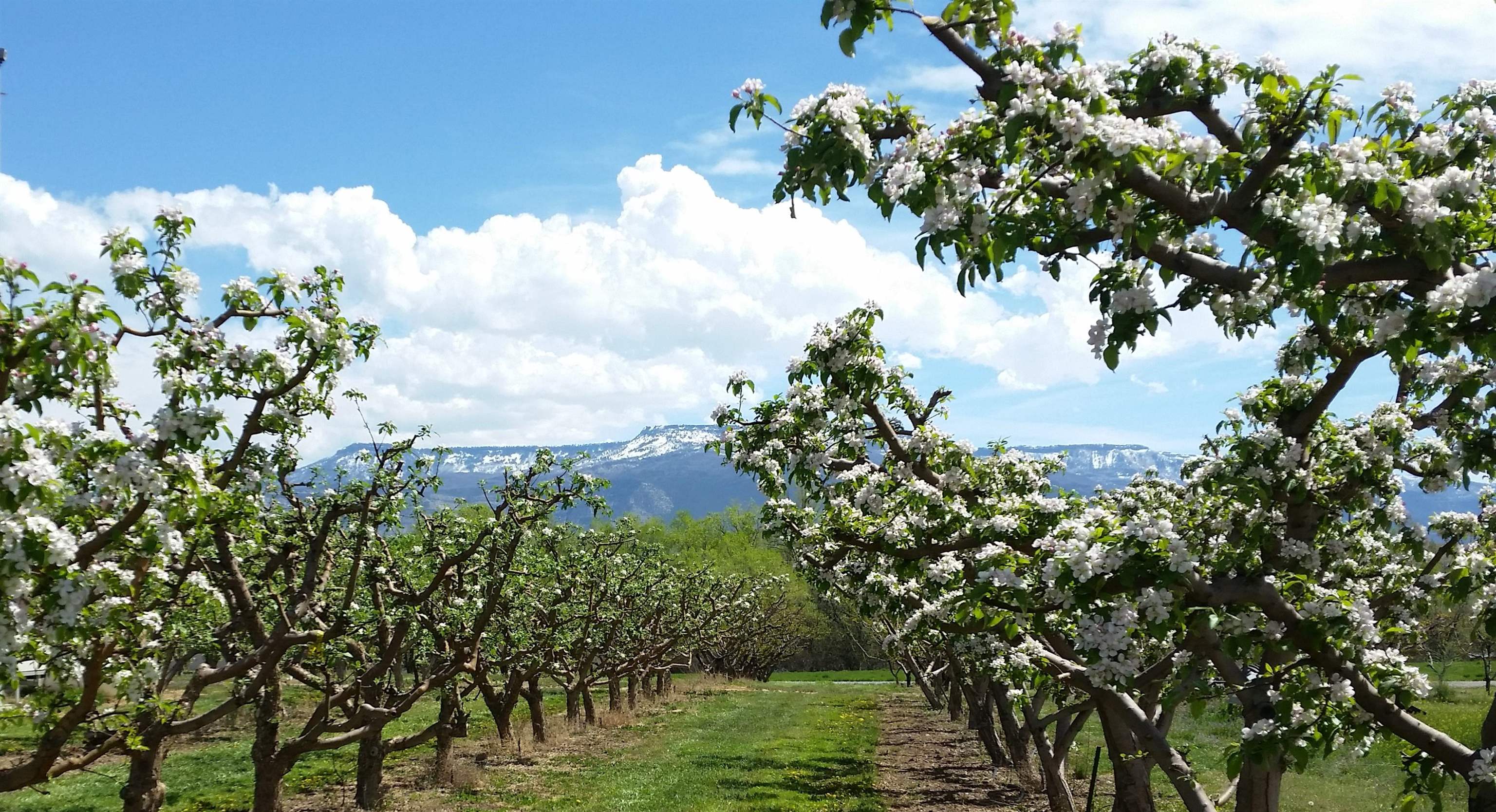 a picture of flowers