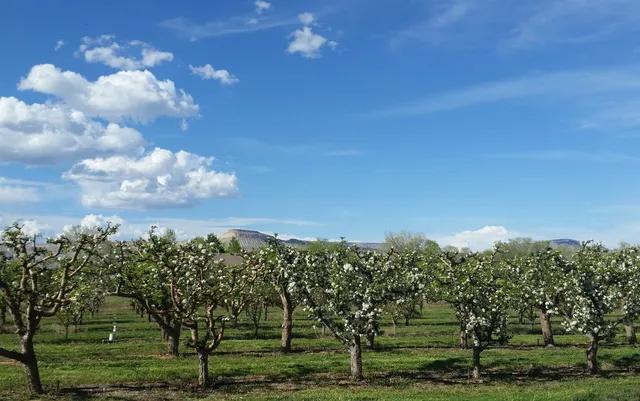 a view of a yard with a tree in the background