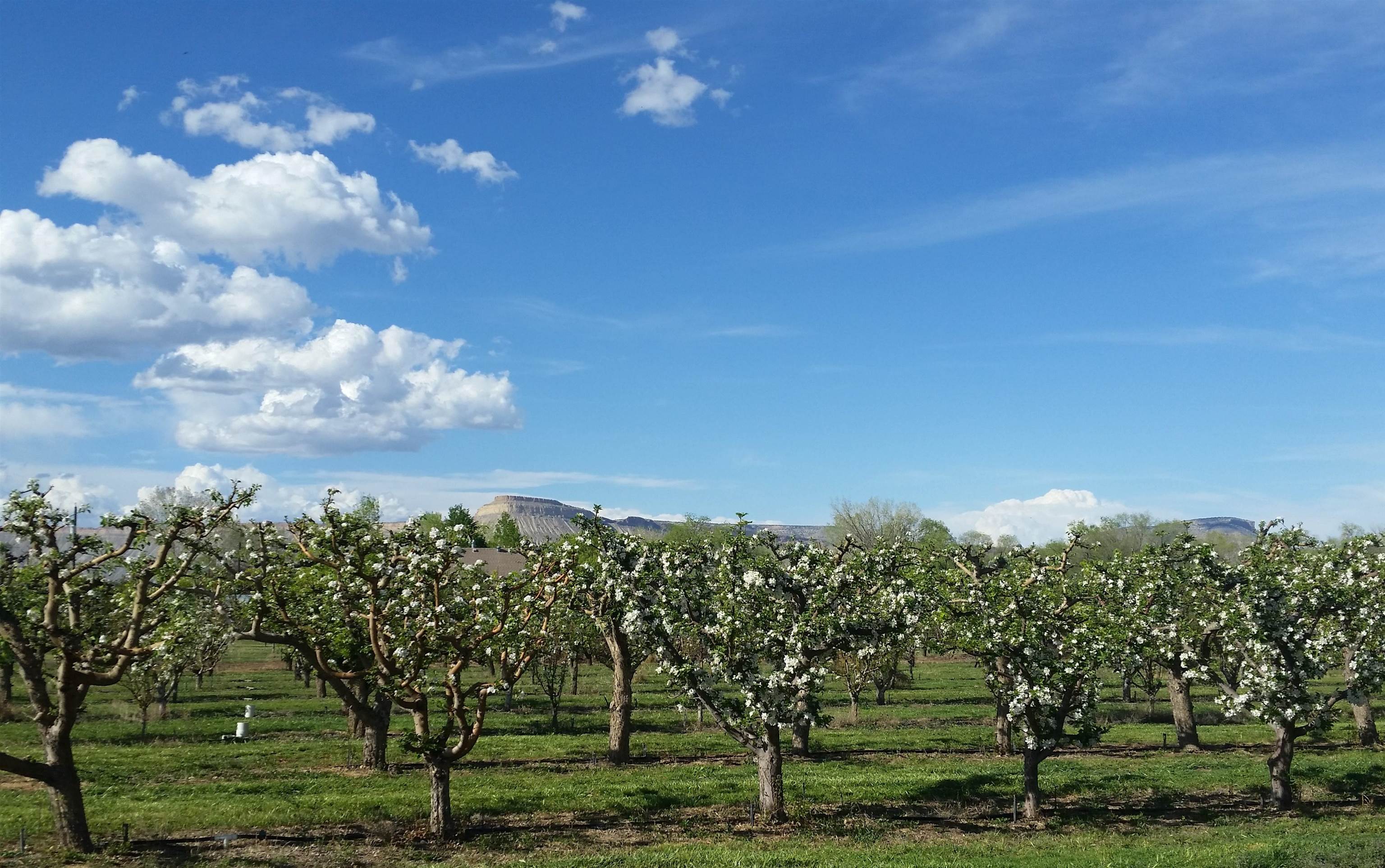 3376 C Road Palisade, CO 81526 - Photo 4 of 23 a view of a yard with a tree in the background