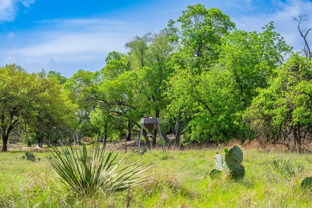 a view of a yard with plants and a trees