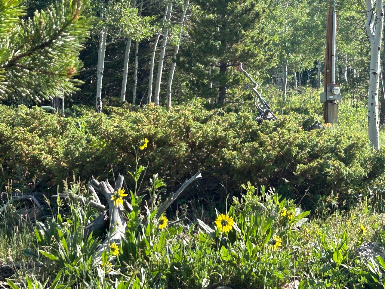 506 Elkridge Road Red Feather Lakes, CO 80545 - Photo 16 of 25 Great wild flowers