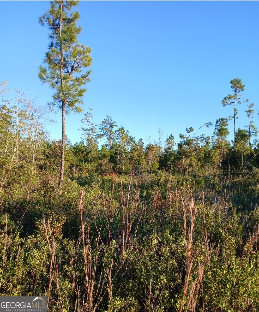 395 Mill Branch Road Folkston, GA 31537 - Photo 9 of 11