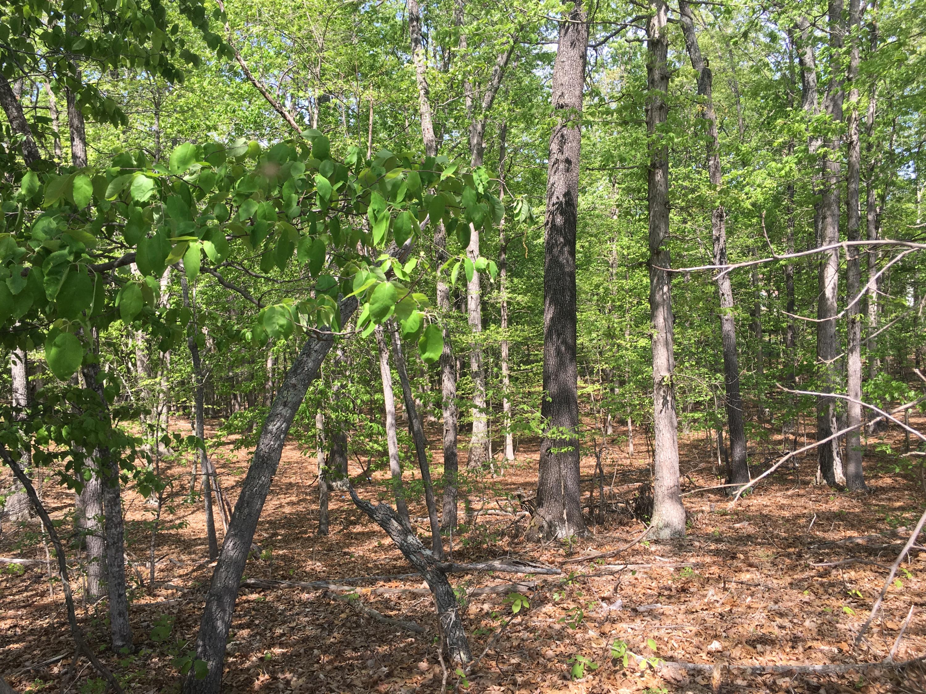 Lot 2 Shingle Block Road Bedford, VA 24523 - Photo 3 of 10 IMG_4921
