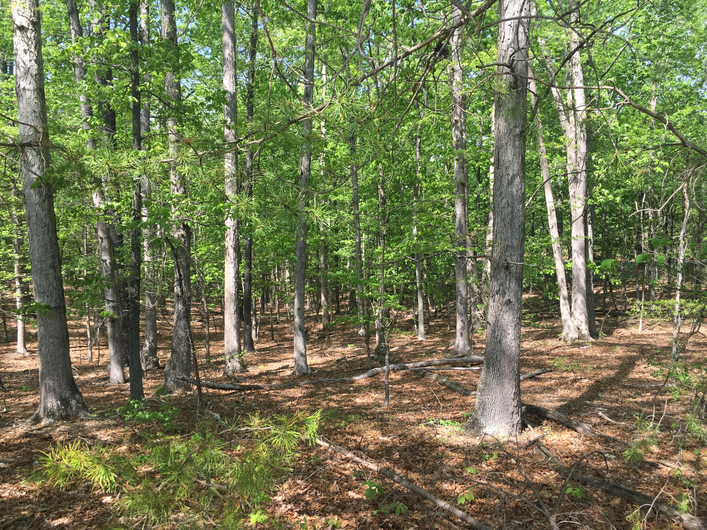 Lot 2 Shingle Block Road Bedford, VA 24523 - Photo 4 of 10 IMG_4923
