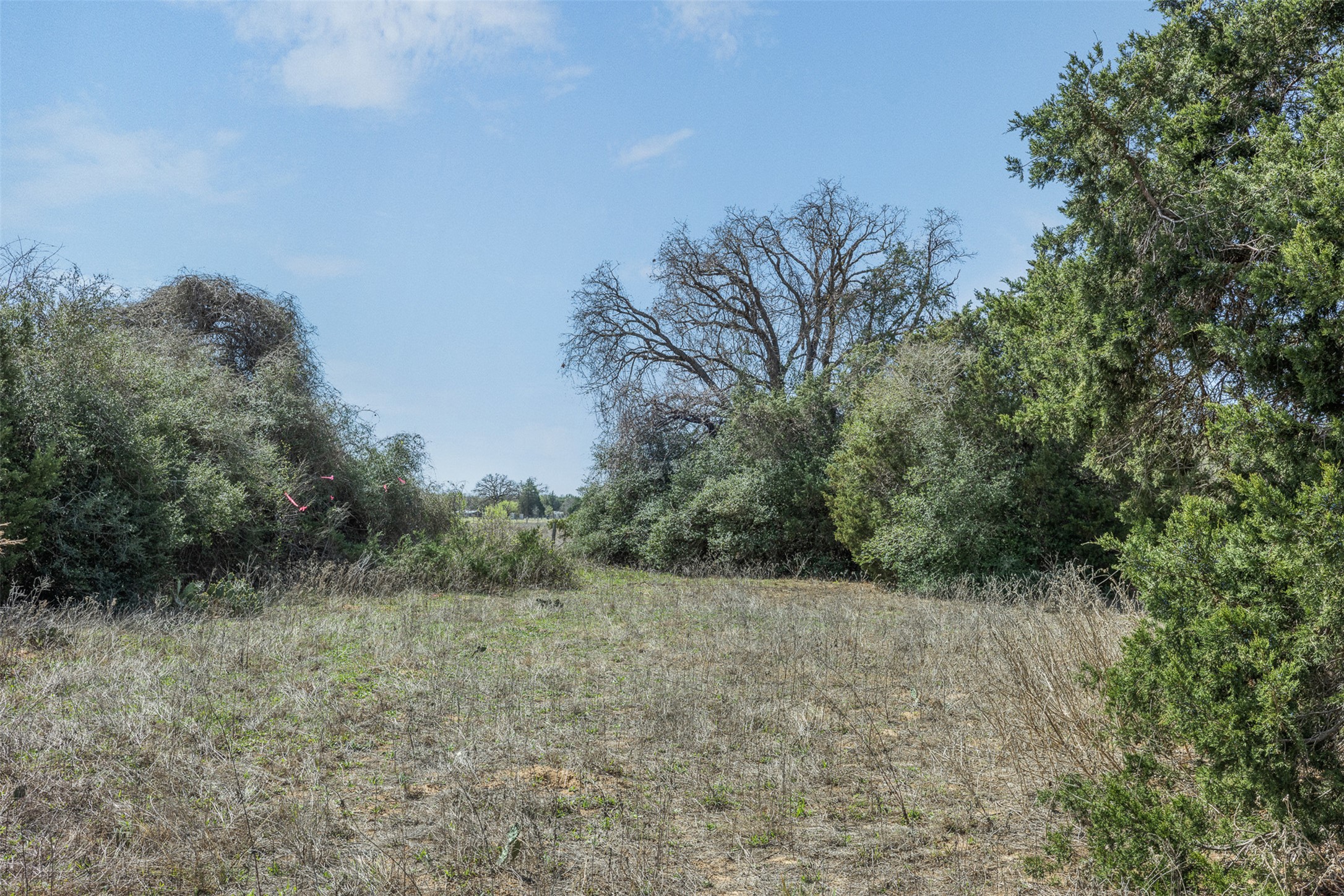 Tbd Sayers Road Bastrop, TX 78602 - Photo 8 of 8 View of nature