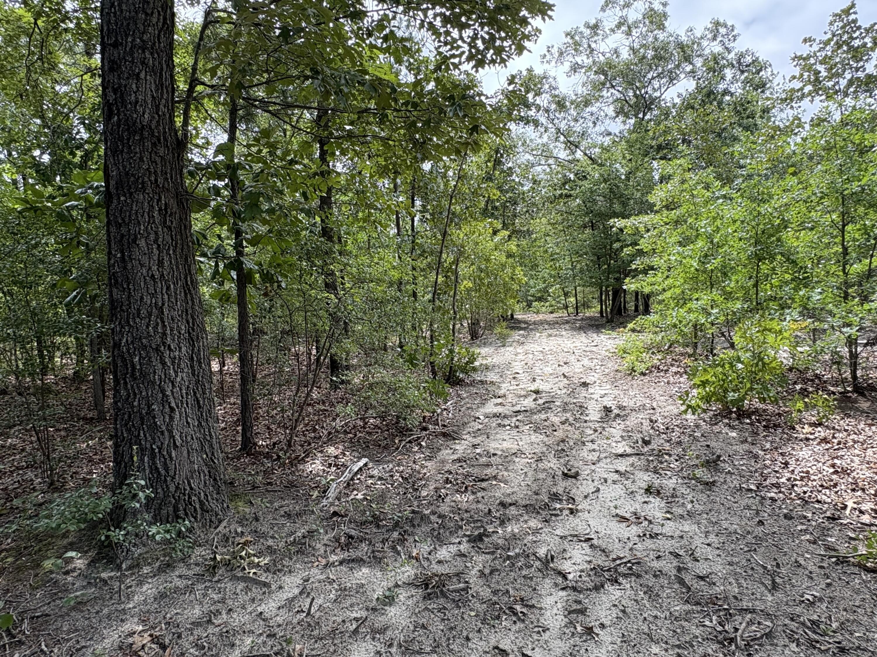 520 Springvale Road Bishopville, SC 29010 - Photo 10 of 31