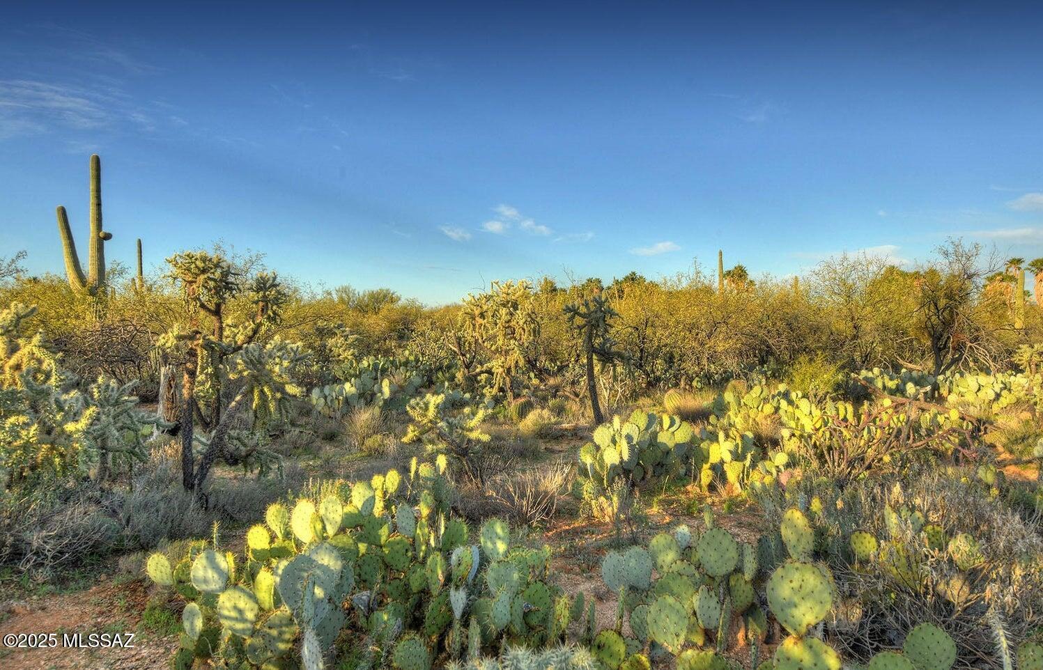 4503 Larkspur Road Tucson, AZ 85749 - Photo 4 of 12 Gallery Image 4