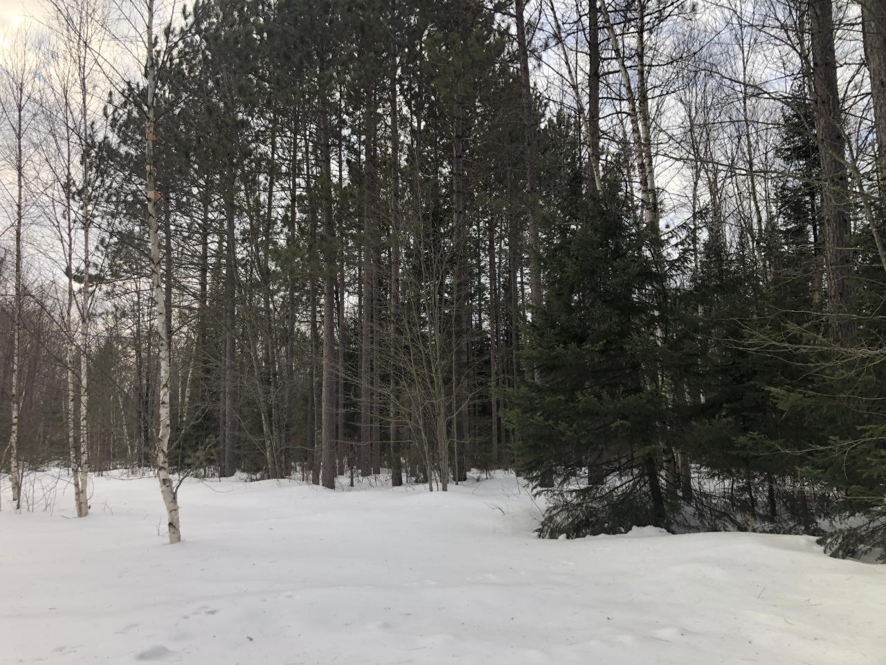 60-acres Pine Lake Road Minocqua, WI 54548 - Photo 6 of 11 Gallery Image 6