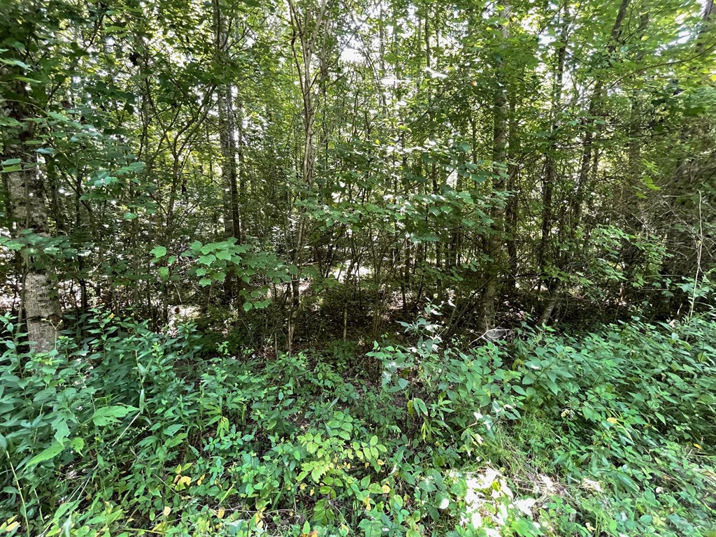 Lot 15 Conners Rdg Road Young Harris, GA 30582 - Photo 6 of 7 Gallery Image 6