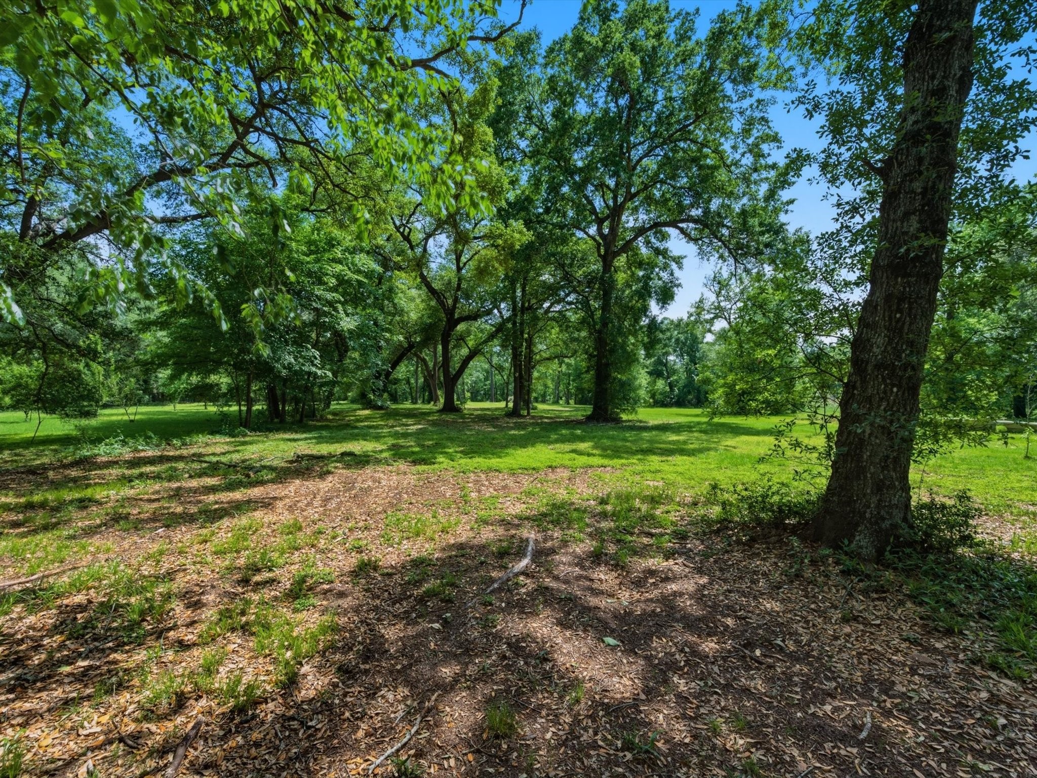 27855 Kresdorn Road Hockley, TX 77447 - Photo 17 of 24 a view of outdoor space with trees all around