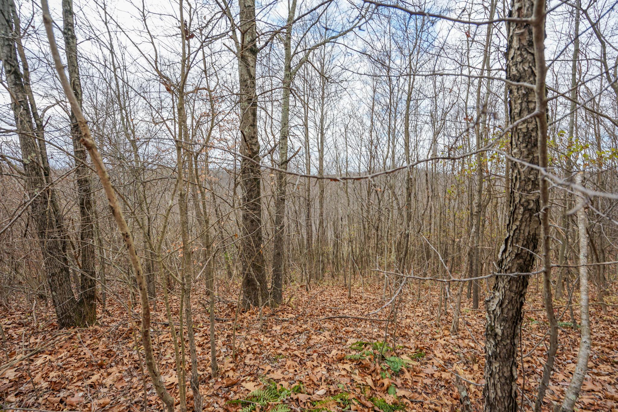 0 Fogle Road Caldwell, OH 43724 - Photo 35 of 42 DSC09919