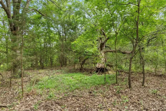 a big yard with lots of green space and house