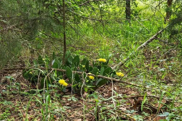 a backyard of a building with lots of green space
