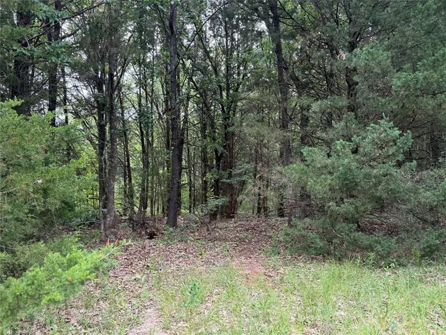 a view of a forest with trees in the background