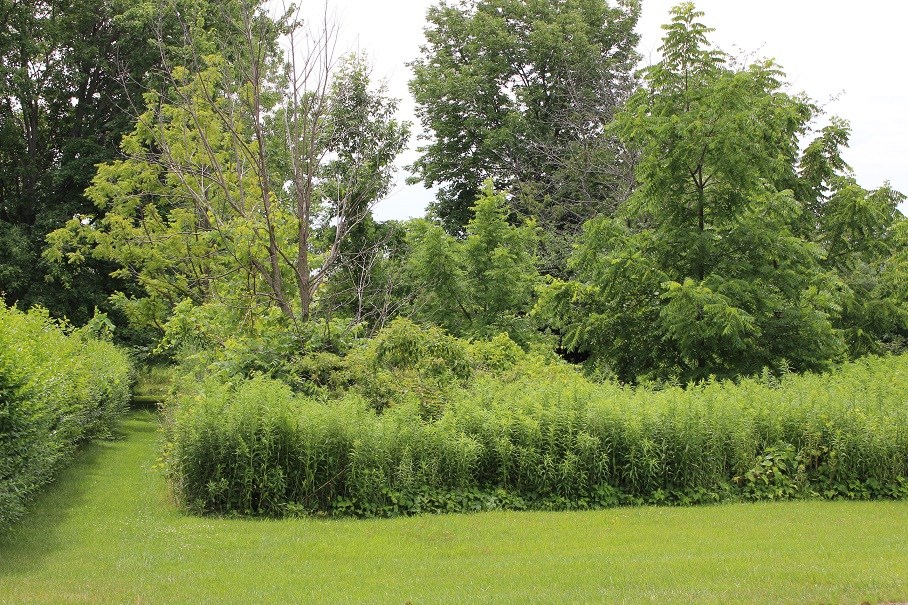 0 Snell Road Geneva, NY 14456 - Photo 1 of 4 This photo shows a path that leads back to the 6.7