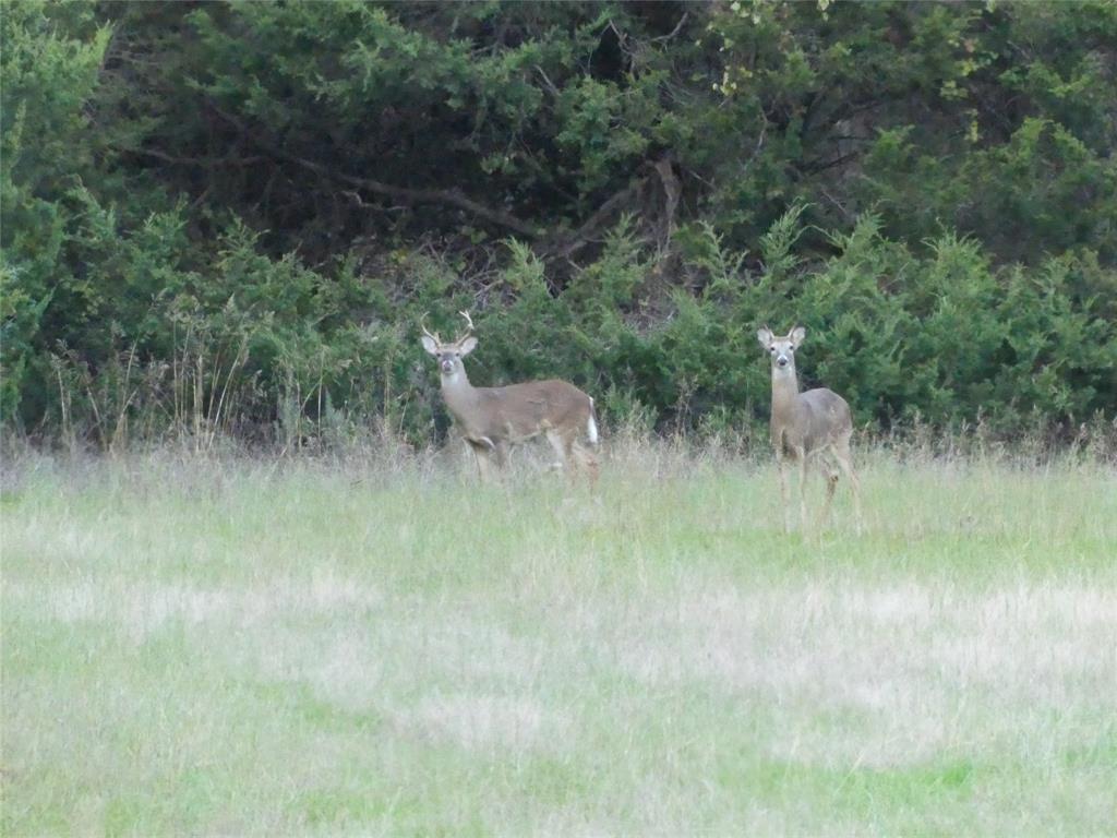 Tbd Schoolhouse Road Forestburg, TX 76239 - Photo 12 of 18 a view of a lush green forest with lots of trees