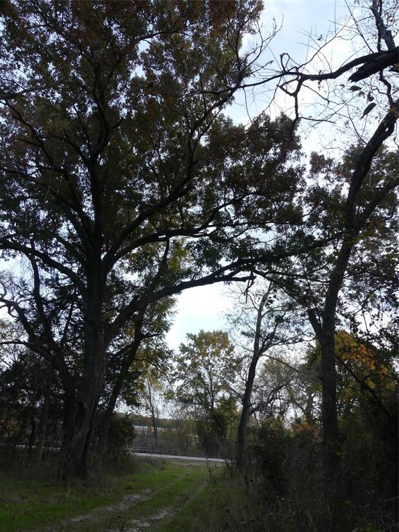 Tbd Schoolhouse Road Forestburg, TX 76239 - Photo 5 of 18 a view of tree