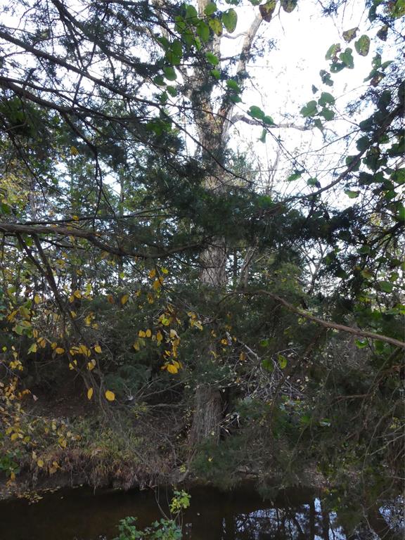 Tbd Schoolhouse Road Forestburg, TX 76239 - Photo 7 of 18 a view of tree