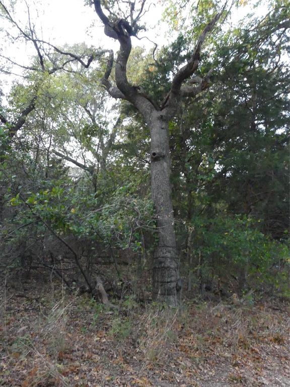 Tbd Schoolhouse Road Forestburg, TX 76239 - Photo 9 of 18 a view of a forest with trees in the background