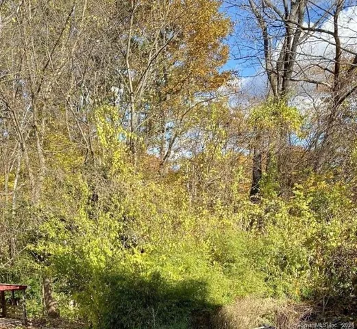 a close up of a tree