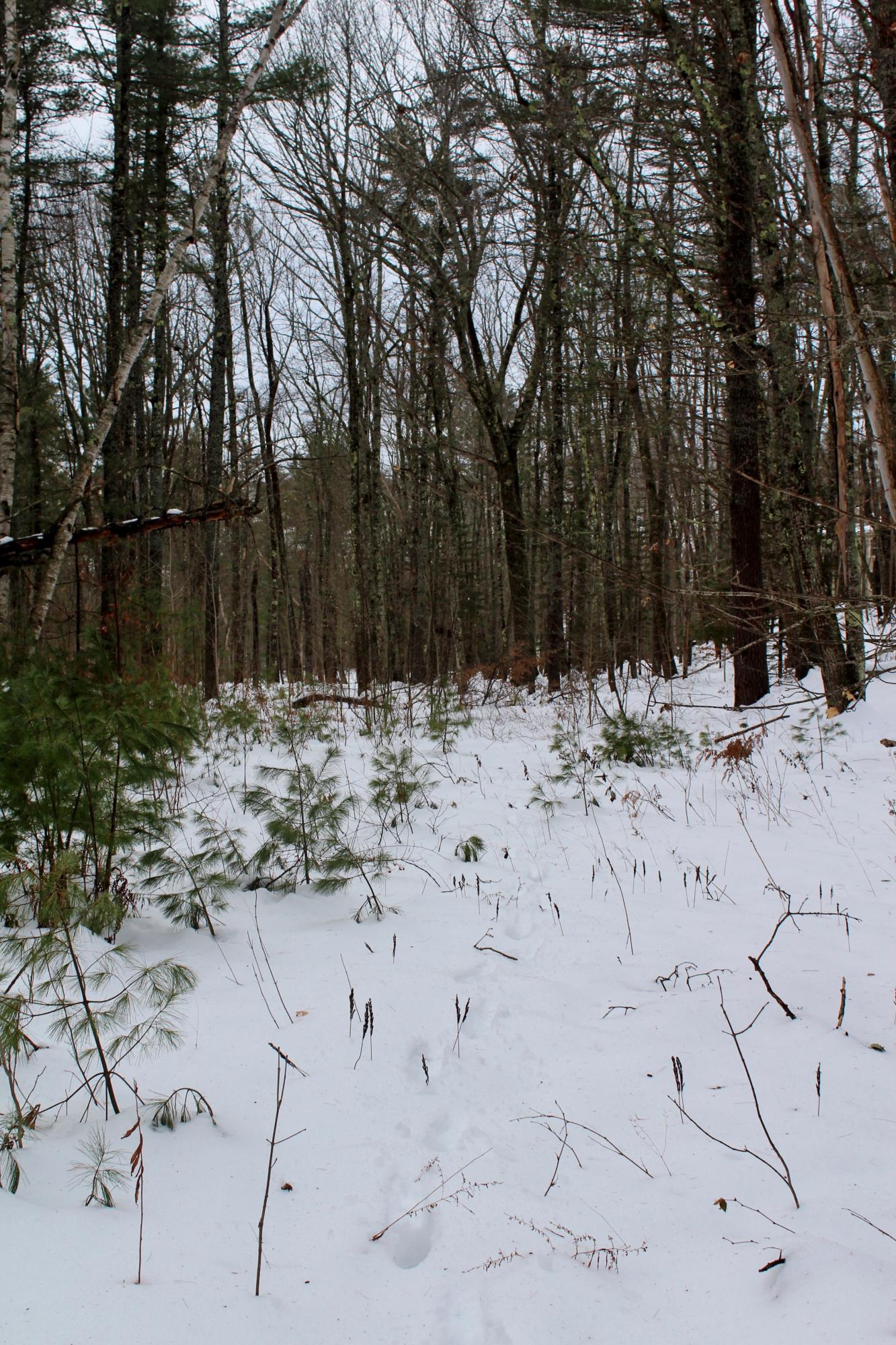 C Adams Road Brunswick, ME 04011 - Photo 12 of 18 024