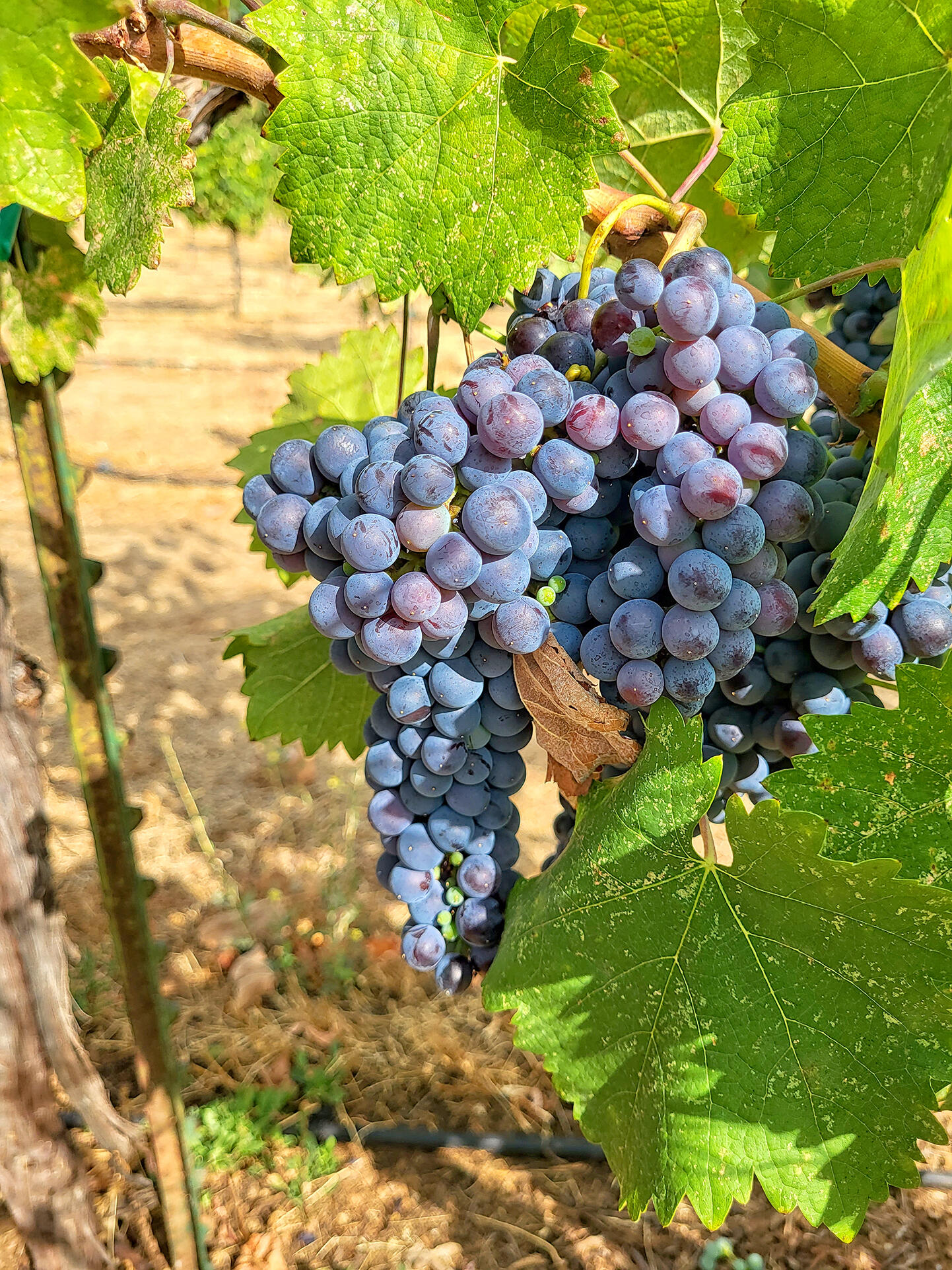 1052 Holcomb Springs Road Gold Hill, OR 97525 - Photo 10 of 65 Productive Vineyard - Mourv?dre Grape Cluster Close-Up