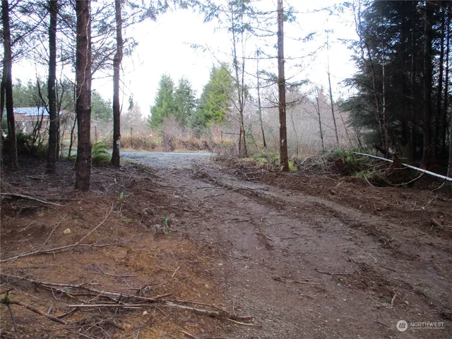 a view of a yard with trees