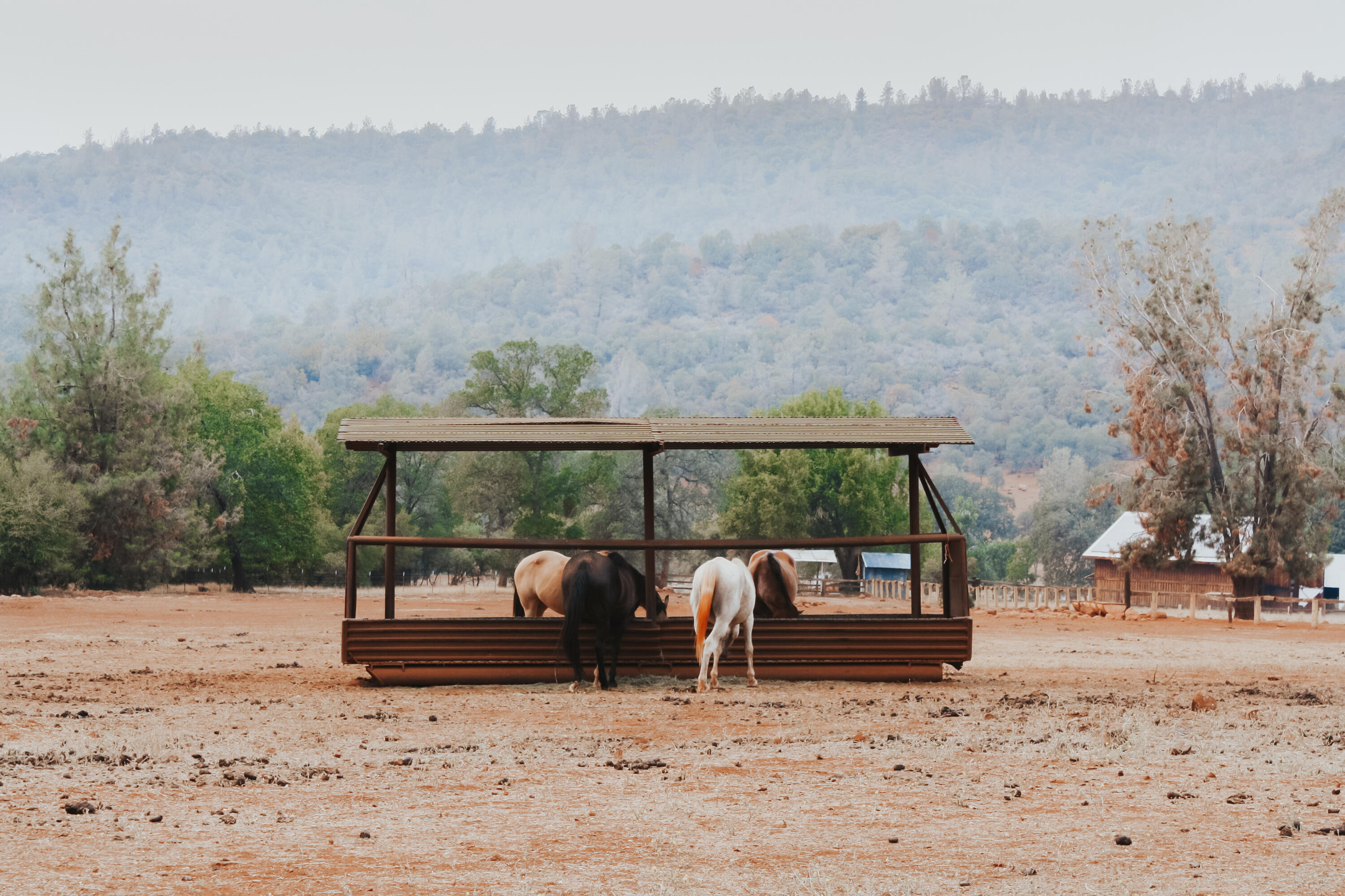 5414 Wilson Hill Road Manton, CA 96059 - Photo 42 of 46 Horses