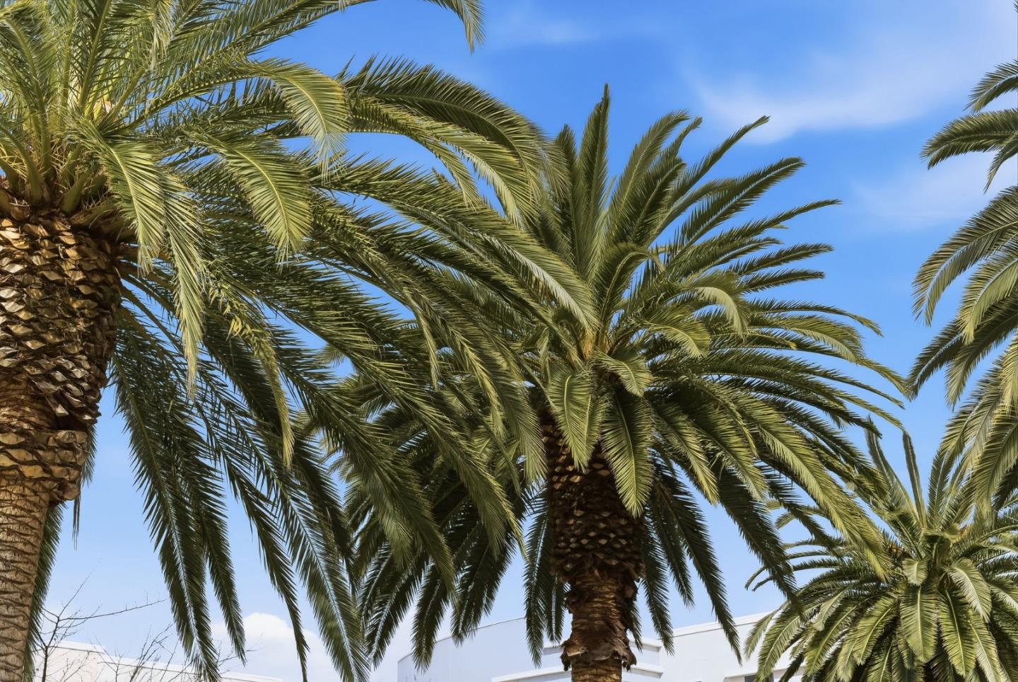 508 Holthouse Terrace Sunnyvale, CA 94087 - Photo 38 of 56 a view of a palm tree