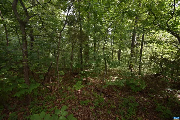 a view of a lush green forest