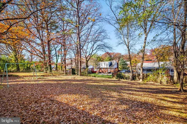 a street view with large trees