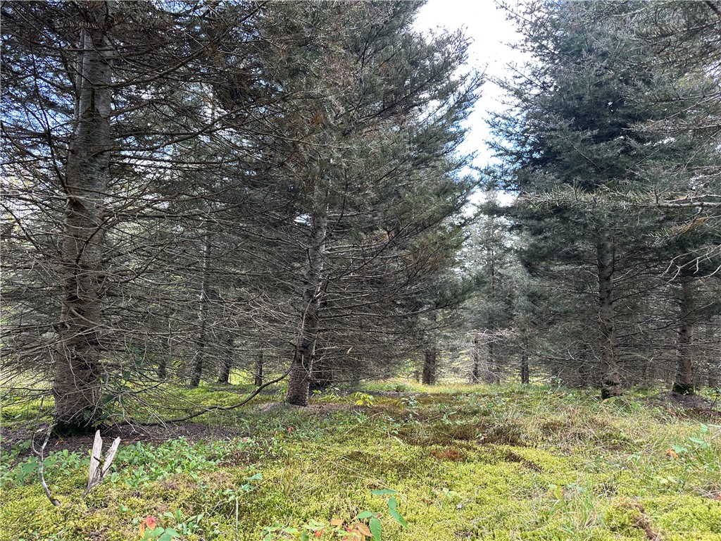 Lot 9 Mc Andrews Road Andover, NY 14806 - Photo 8 of 25