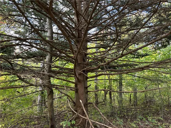 $44,900 | Lot 9 Mc Andrews Road, Andover, NY 14806