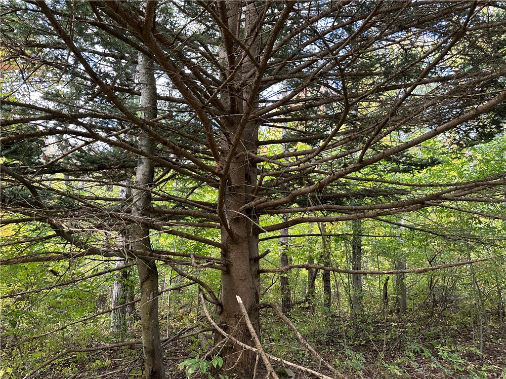 Lot 9 Mc Andrews Road Andover, NY 14806 - Photo 10 of 25