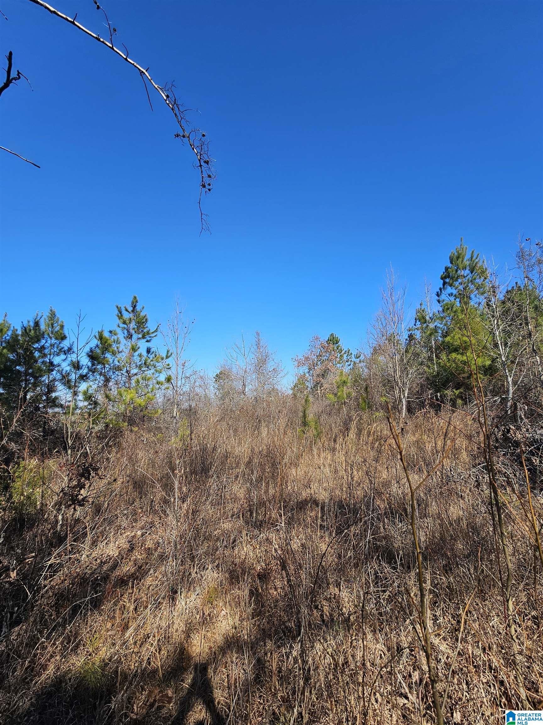 0 County Road 138 Jemison, AL 35085 - Photo 4 of 5