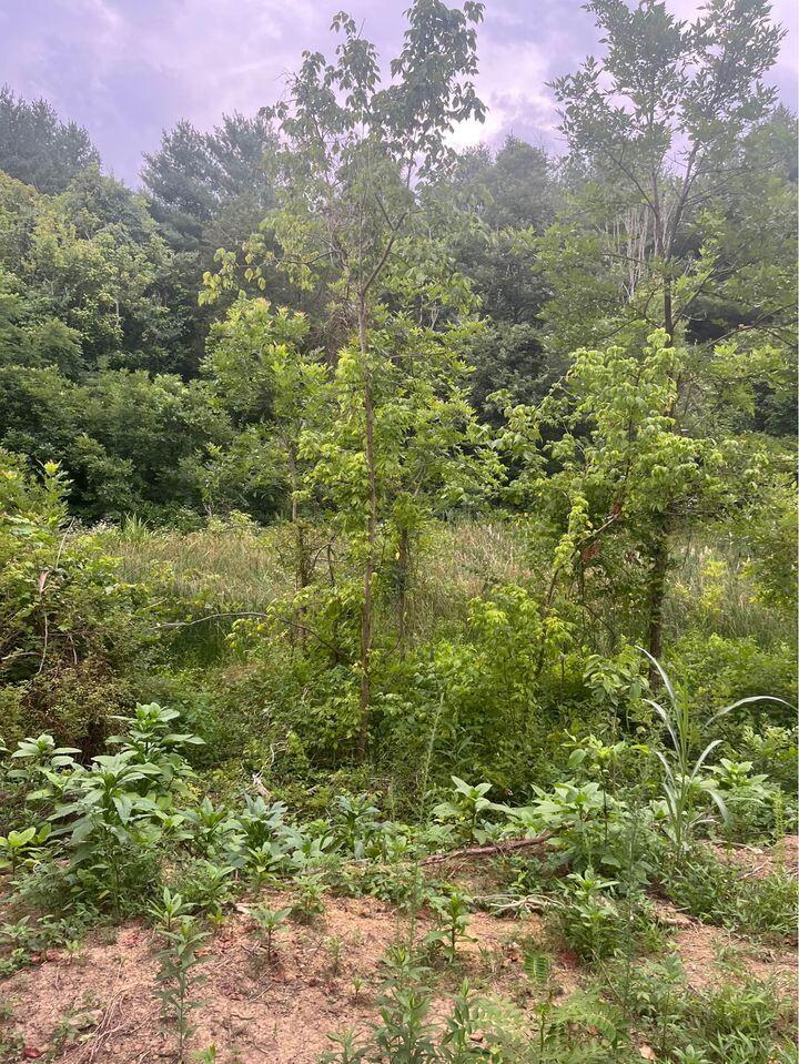 1320 Marvin Road, Unit 3 Mosheim, TN 37818 - Photo 9 of 11 291119199_10229511193783183_473090979990