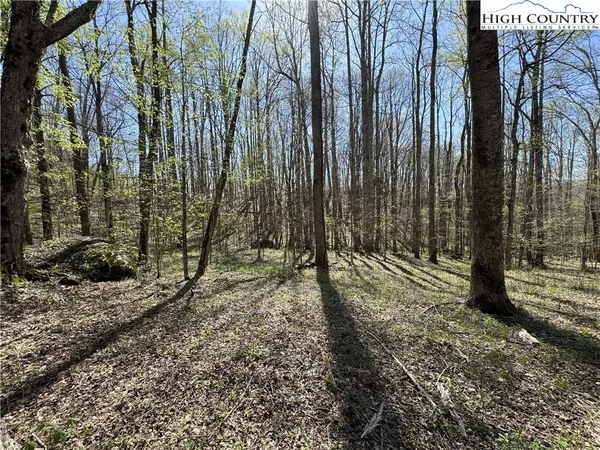 a view of a yard with trees