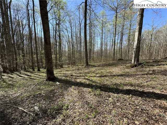 a view of a backyard with trees