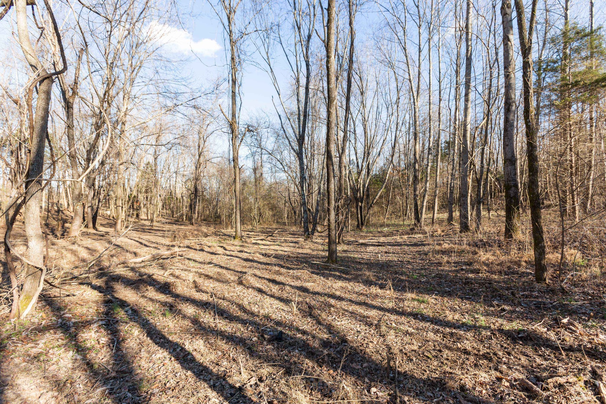 6169 Highway 76 Springfield, TN 37172 - Photo 30 of 34 a view of yard with trees